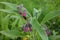 A bee in the blossom of the Salvia (Sage)