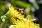 Bee in a blossom with thick pollen bags