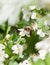 Bee on blossom whitethorn