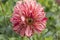 Bee on blossoming dappled white and red dahlia, Stuttgart