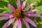 Bee on the blossoming echinacea flowers.