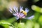 Bee on a blue flower Centaurea montana, Centaurea mollis perennial cornflower, mountain cornflower, bachelor`s button