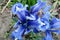 Bee on a blue iris flower