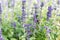 Bee on Blue Salvia garden with blur background.