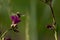 Bee - bombylius major on green background. Pollinate flower. Bee with long proboscis flies on flower
