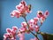 Bee on the bouquet of Coral Vine, Mexican Creeper, Chain of Love flowers on tree.