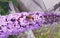 The bee on the branch pink flower on the Buddleia davidii commonly The butterfly bush in the summer. Macro photography