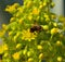 Bee on bright flowers of aeonium undulatum