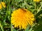 A bee on a bright yellow dandelion collects pollen, Close-up image. Delicate floral background. Soft focus.