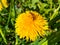 A bee on a bright yellow dandelion collects pollen, Close-up image. Delicate floral background. Soft focus.