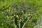 Bee on the broccoli flower