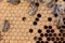 Bee brood on honeycombs. Hatching young bees, pupae, larvae, bee eggs.