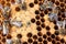 Bee brood on honeycombs. Hatching young bees, pupae, larvae, bee eggs.