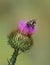 Bee on Bull Thistle