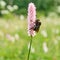 Bee, bumblebee on pink flower, snakeweed , bistort in the meadow in summer, spring in the daytime on a blurred