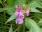 Bee bums flower with pink blossom in the forest