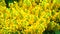 Bee and burma padauk bouquet yellow flowers blooming in garden