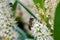 A bee is busy collecting nectar