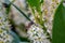 A bee is busy collecting nectar