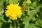A bee is busy with a yellow dandelion flower