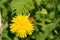 A bee with is busy with a yellow dandelion flower