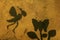 Bee butterfly shadow stone background