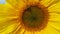 A bee buzzing around a sunflower. Close up. Wind and bee sound.