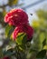 Bee buzzing by a flower with a blurry blue sky