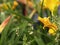 Bee buzzing in the flowers.