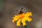 A bee on a calendula flower closeup. A bee collects nectar to make honey and pollinates a marigold flower