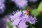 Bee carabinae sitting on purple flower ageratum