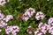 Bee on caraway thyme Thymus Herba Barona