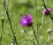 A bee on carduus defloratus flower