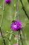 A bee on carduus defloratus flower