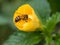 The bee is carrying the pollen and attaching to its legs.