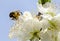 Bee on Cherry blossom