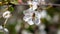 A bee on a cherry blossom. In spring, the bee pollinates the flowers. Small details close-up