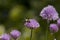 Bee on Chives Allium Schoenoprasum in flower, in a