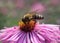 Bee on chrysanthemum