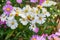 A bee on a chrysanthemum extracts nectar to make sweet honey