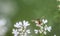 Bee on cilantro flowers over deep green bokeh.