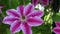 Bee on a clematis flower