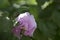 Bee climbing into flower