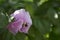 Bee climbing into flower