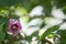 Bee climbing into flower