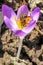 A bee climbs headlong into a purple crocus to harvest nectar . Play of colors of violet , orange, white and black . Honey bee