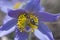 Bee climbs and pollinate pulsatilla flower