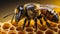 bee close on honeycomb