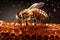 Bee close-up sitting on a honeycomb