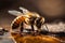 bee closeup macro background nature ai gold honey insect pollen yellow. Generative AI.